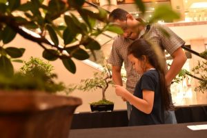 Bonsai Expo (Tegucigalpa, Honduras)