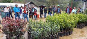 Donación de árboles y semillas (Guatemala)