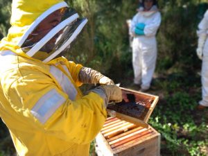 Taller: Introducción a la apicultura (Oeiras-Cascais, Portugal)
