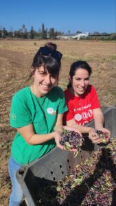 Volunteering in agriculture (Krayot and Pardes Hanna, Israel)