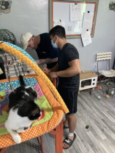 Voluntariado en un refugio para gatos (Chicago, EE. UU.)