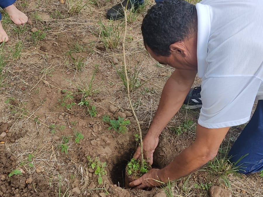 Plantación de ipé en Caruaru (PE) promovida por Nueva Acrópolis