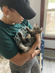 Voluntariado en un refugio para gatos (Chicago, EE. UU.)