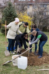 Tree planting (Veszprém, Hungary)
