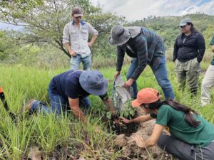 Reforestación en Palencia (Guatemala, Guatemala)