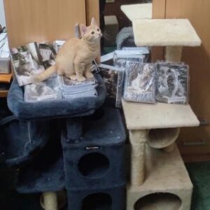 Gifting handmade notebooks to a cat shelter (Czech Republic)